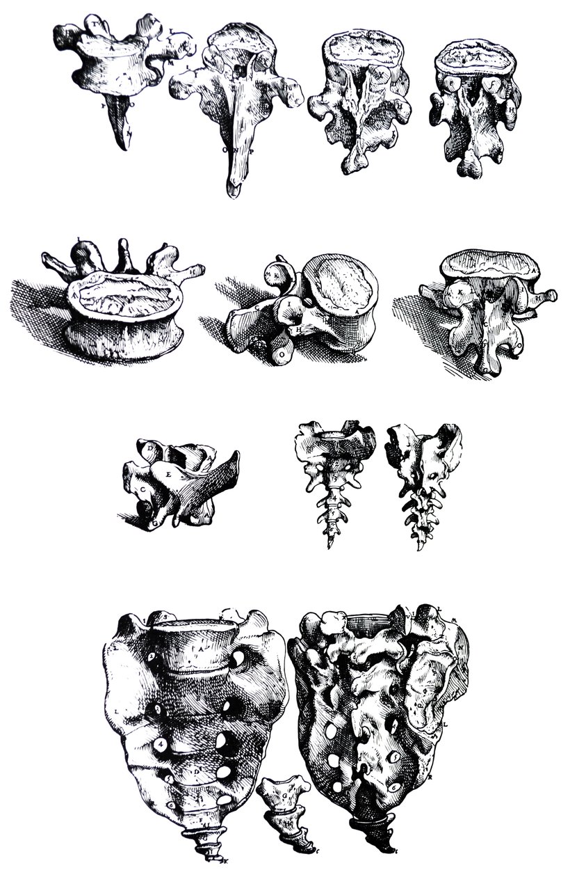 The Plates from the First Book of the De Humani Corporis Fabrica by Andreas Vesalius