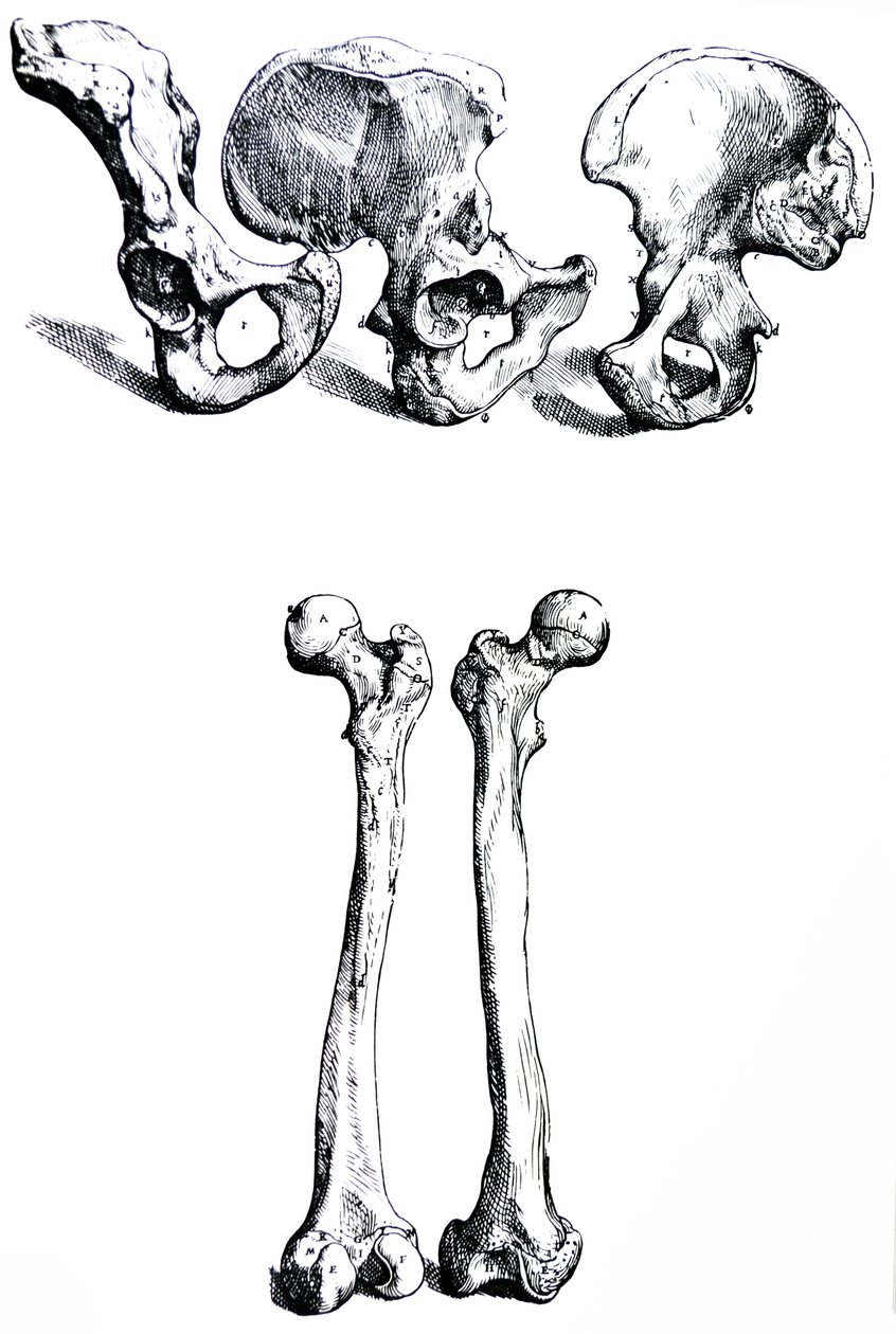The Plates from the First Book of the De Humani Corporis Fabrica by Andreas Vesalius
