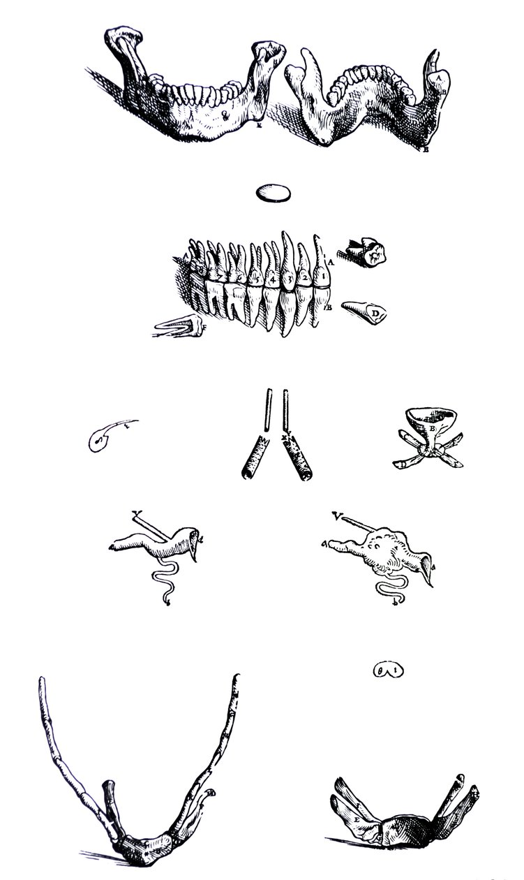The Plates from the First Book of the De Humani Corporis Fabrica by Andreas Vesalius