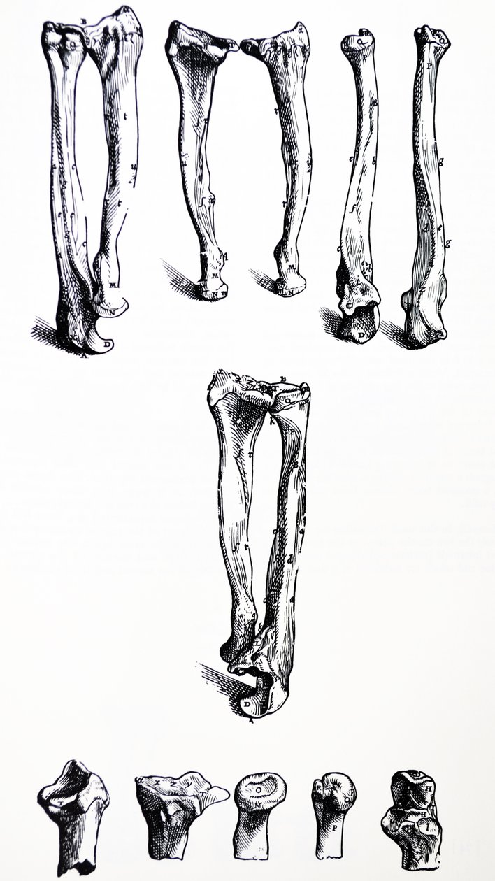 The Plates from the First Book of the De Humani Corporis Fabrica by Andreas Vesalius