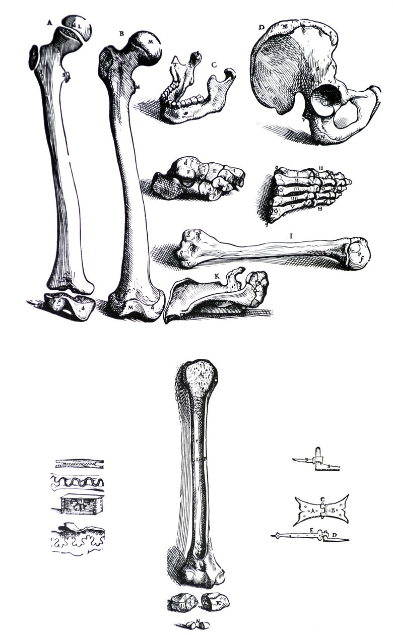 The Plates from the First Book of the De Humani Corporis Fabrica by Andreas Vesalius, (1514-1564) by Andreas Vesalius