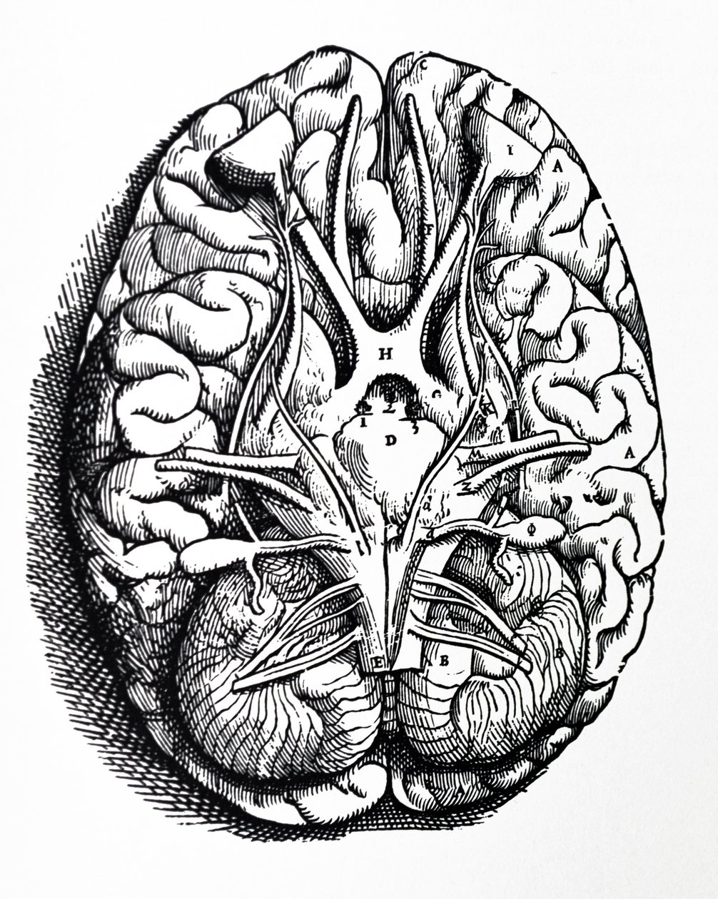 The Plates from the Fourth Book of the De Humani Corporis Fabrica by Andreas Vesalius