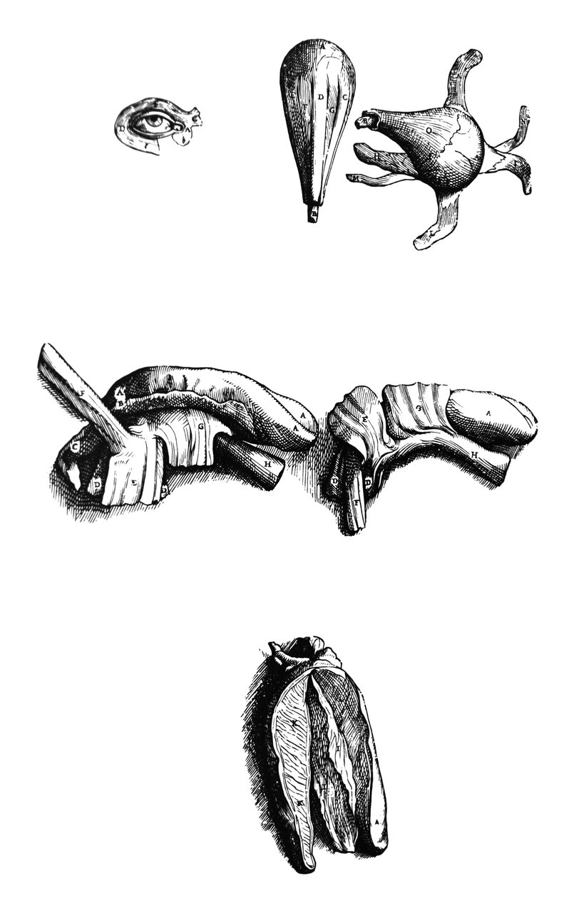 The Plates from the Second Book of the De Humani Corporis Fabrica by Andreas Vesalius