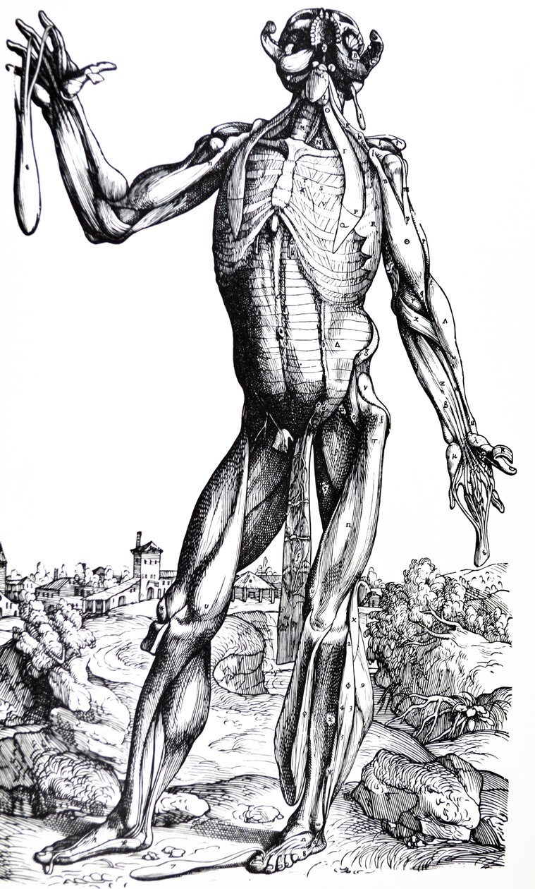 The Plates from the Second Book of the De Humani Corporis Fabrica by Andreas Vesalius