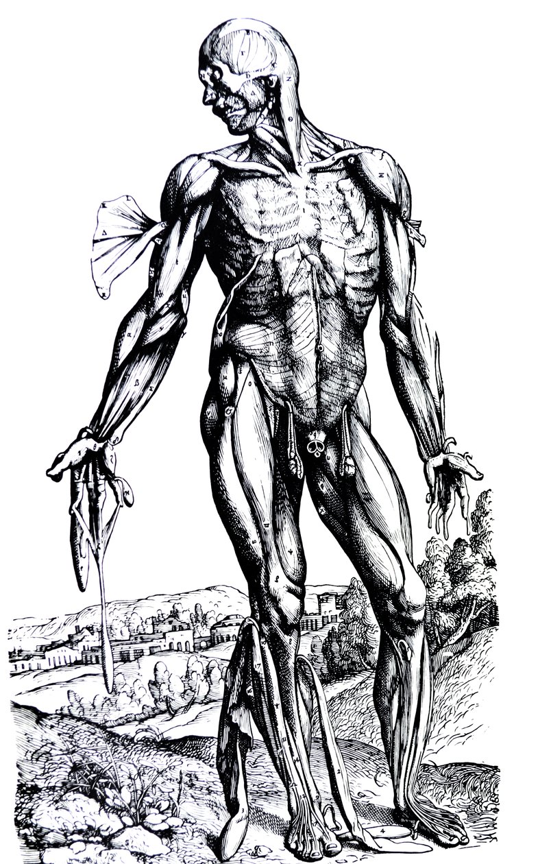 The Plates from the Second Book of the De Humani Corporis Fabrica by Andreas Vesalius