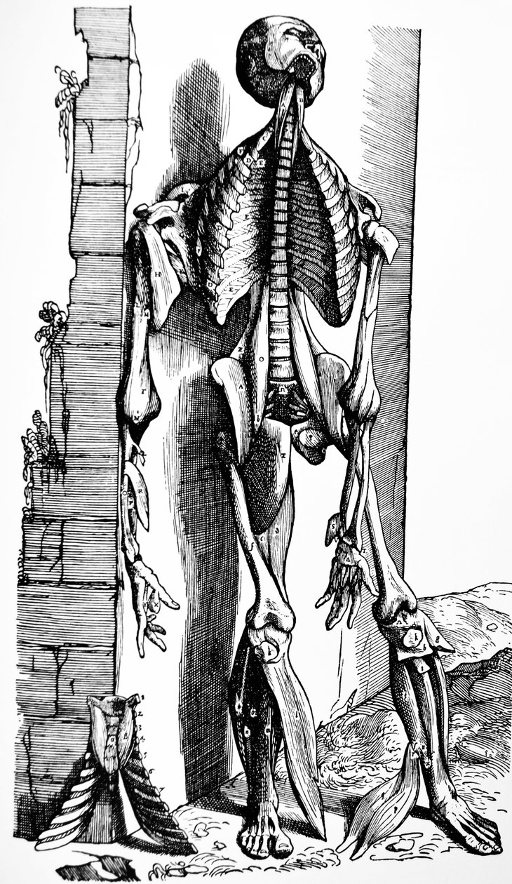 The Plates from the Second Book of the De Humani Corporis Fabrica by Andreas Vesalius