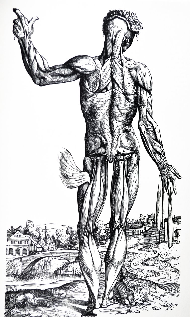 The Plates from the Second Book of the De Humani Corporis Fabrica by Andreas Vesalius