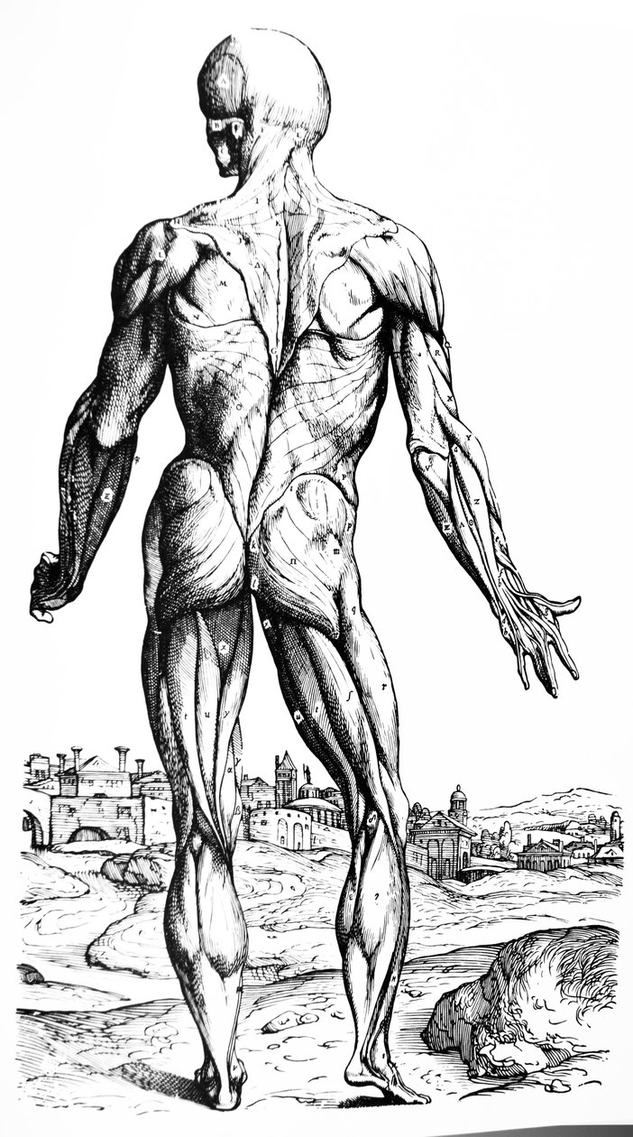 The Plates from the Second Book of the De Humani Corporis Fabrica by Andreas Vesalius