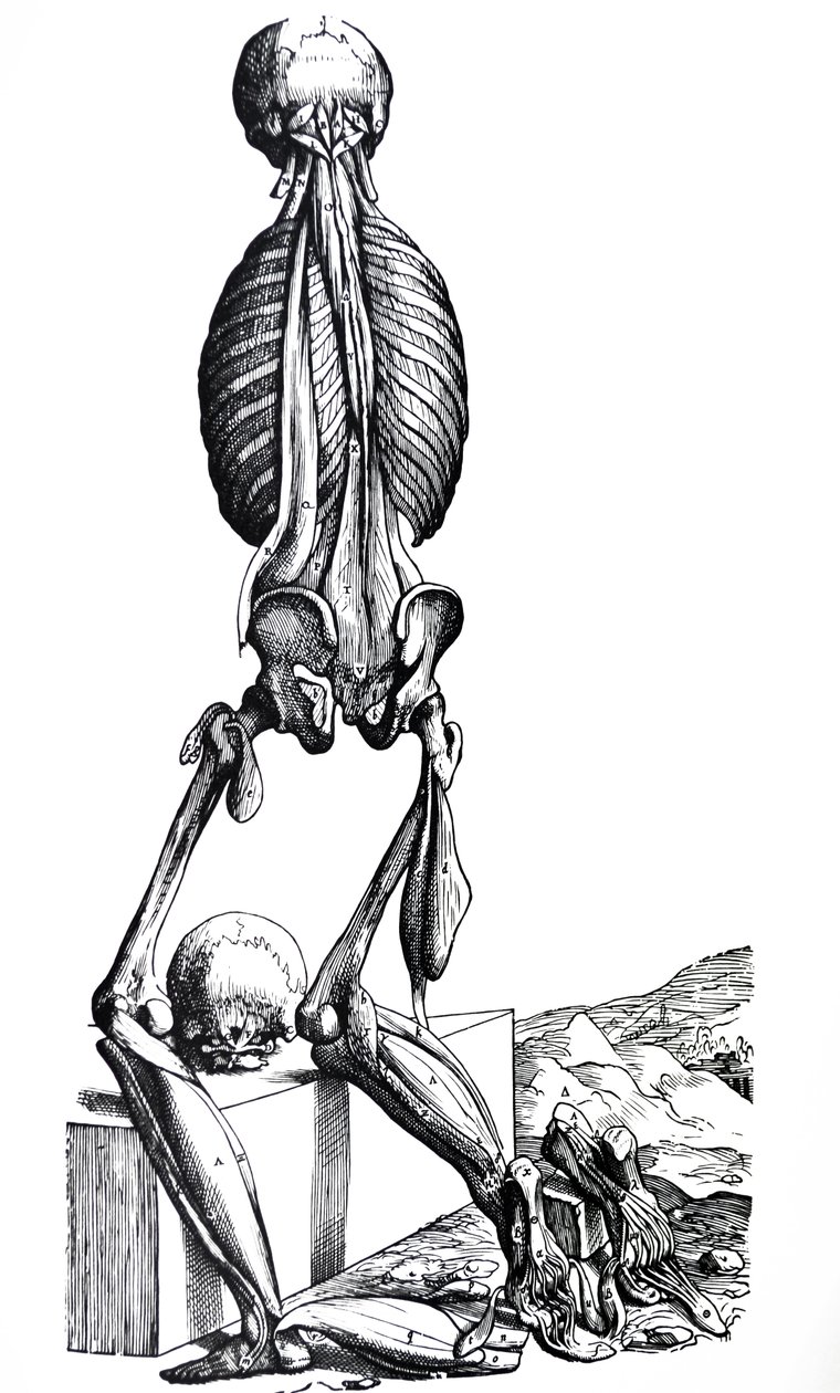 The Plates from the Second Book of the De Humani Corporis Fabrica by Andreas Vesalius