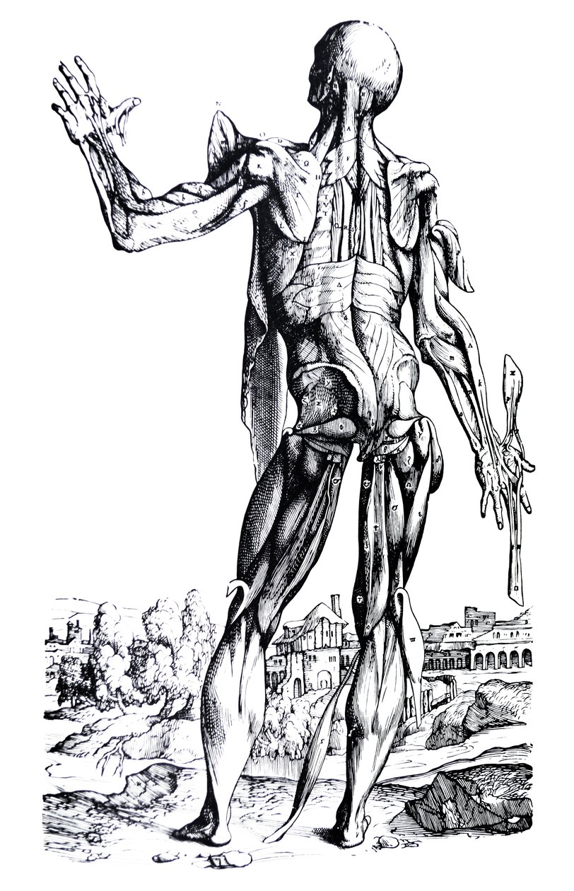 The Plates from the Second Book of the De Humani Corporis Fabrica by Andreas Vesalius