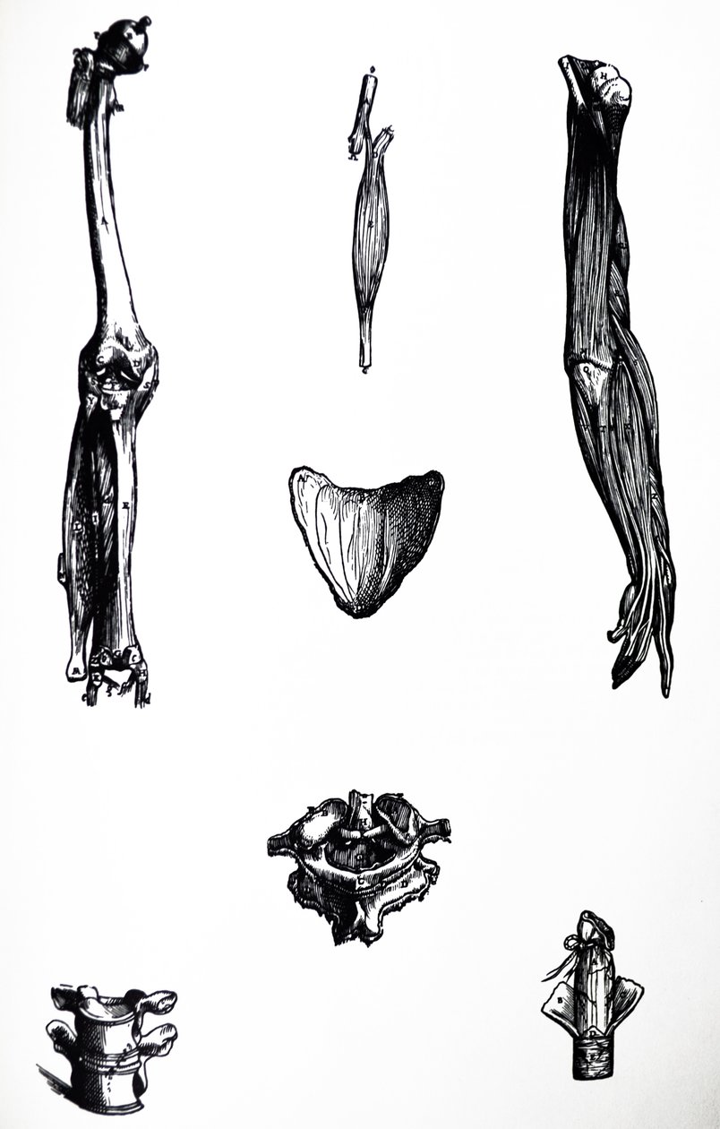 The Plates from the Second Book of the De Humani Corporis Fabrica by Andreas Vesalius