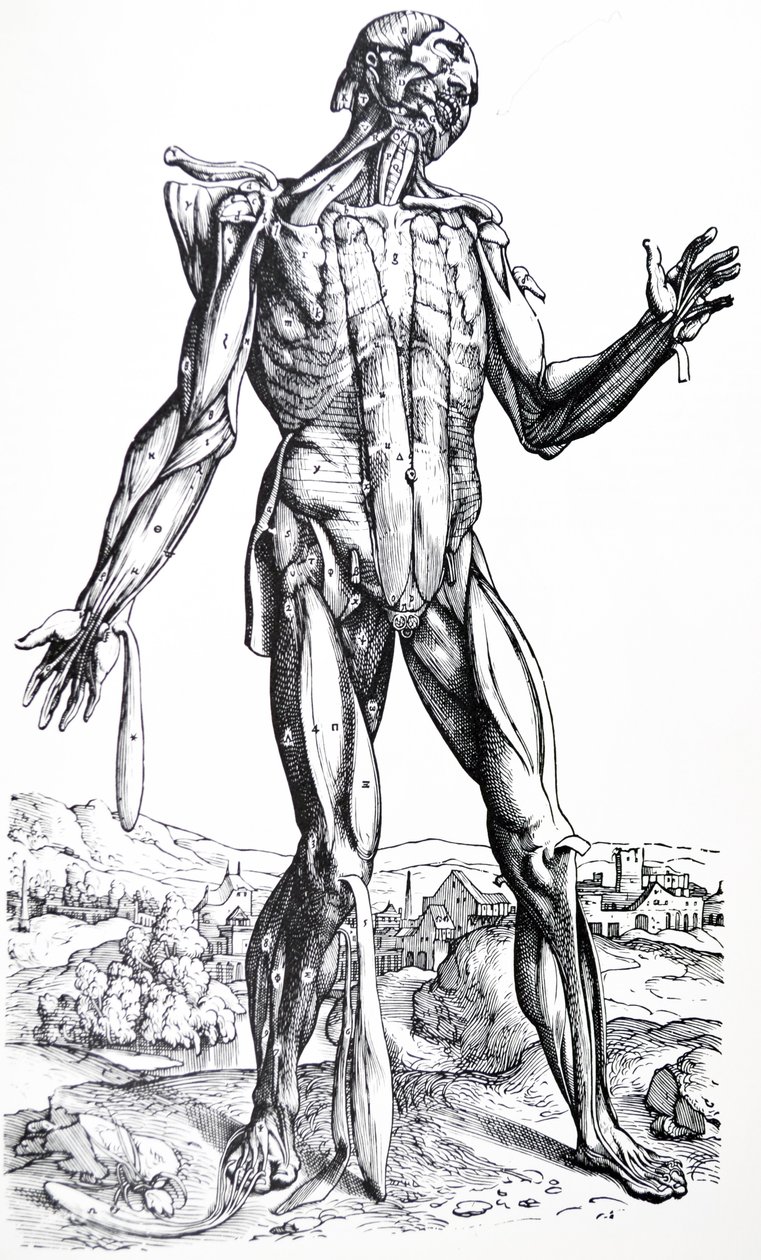 The Plates from the Second Book of the De Humani Corporis Fabrica by Andreas Vesalius