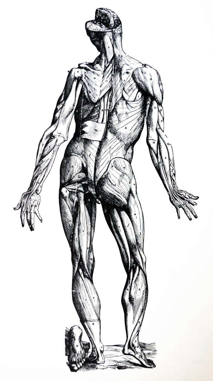 The Plates from the Seventh Book of the De Humani Corporis Fabrica by Andreas Vesalius