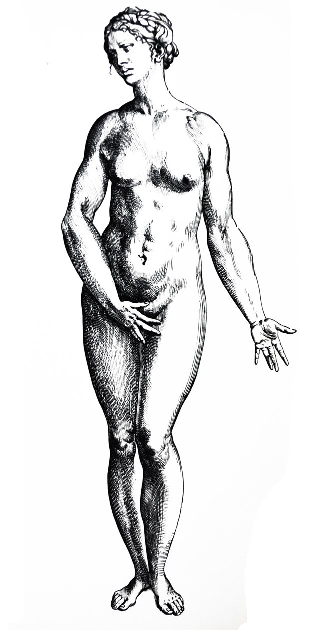 The Plates from the Seventh Book of the De Humani Corporis Fabrica by Andreas Vesalius