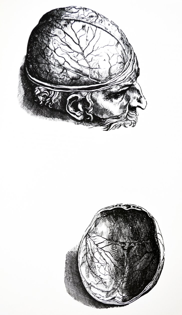The Plates from the Seventh Book of the De Humani Corporis Fabrica by Andreas Vesalius