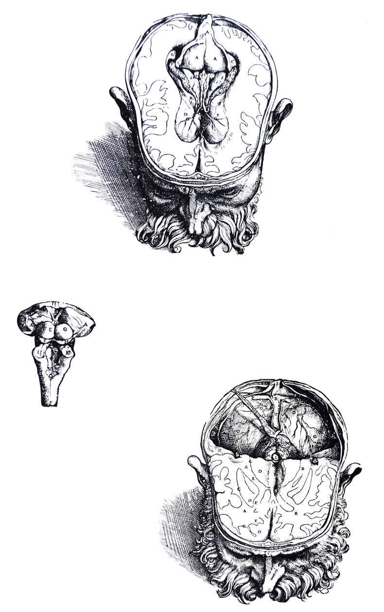 The Plates from the Seventh Book of the De Humani Corporis Fabrica by Andreas Vesalius