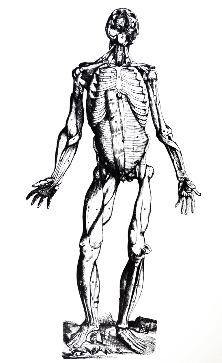 The Plates from the Seventh Book of the De Humani Corporis Fabrica by Andreas Vesalius