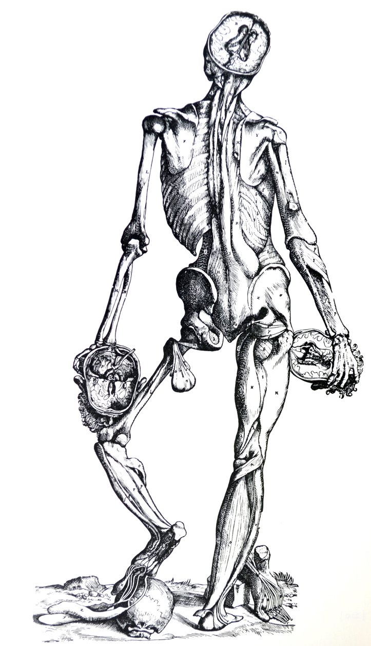 The Plates from the Seventh Book of the De Humani Corporis Fabrica by Andreas Vesalius