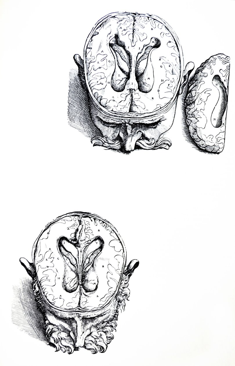 The Plates from the Seventh Book of the De Humani Corporis Fabrica by Andreas Vesalius