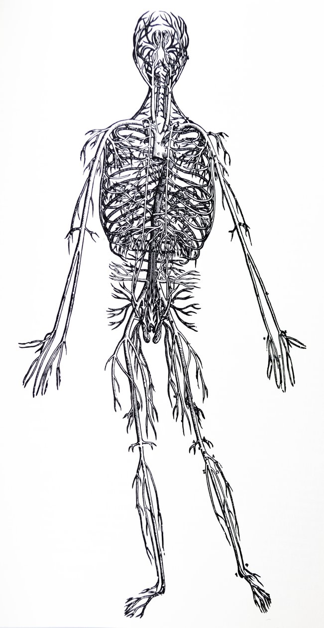The Plates from the Third Book of the De Humani Corporis Fabrica by Andreas Vesalius