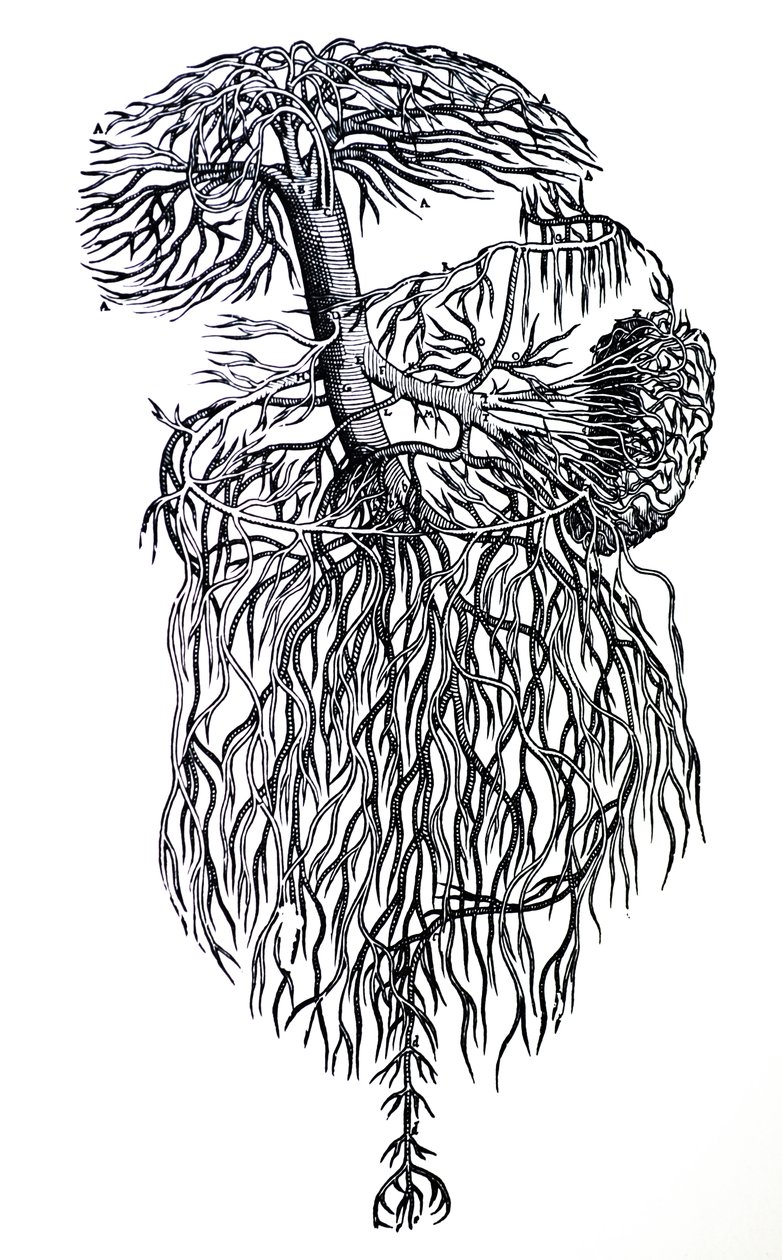 The Plates from the Third Book of the De Humani Corporis Fabrica by Andreas Vesalius
