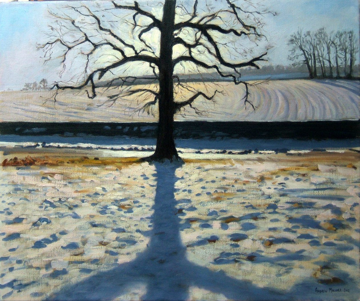 Tree and Shadow, Calke Abbey, Derbyshire by Andrew Macara