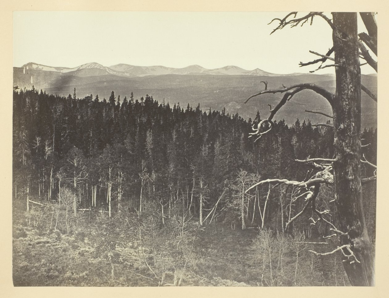 Snow and Timber Line, Medicine Bow Mountain by Andrew Joseph Russell