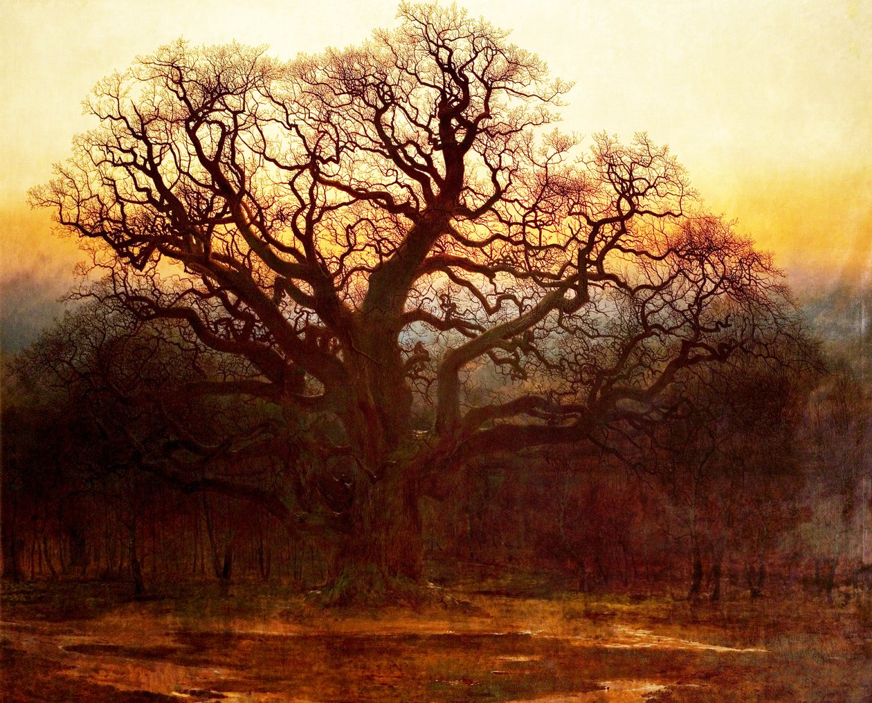 Major Oak, Sherwood Forest, Nottinghamshire, 1882 by Andrew MacCallum