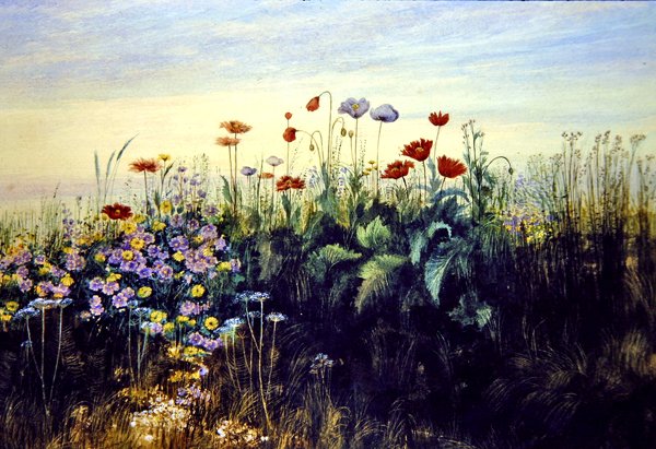 Wild Flowers by Andrew Nicholl