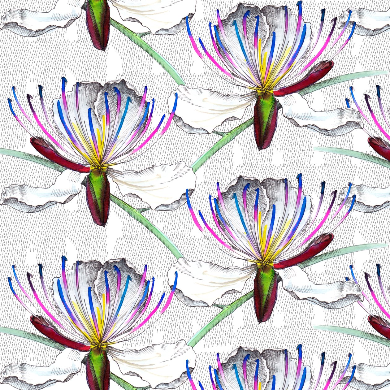 Caper Flowers, 2017 by Andrew Watson