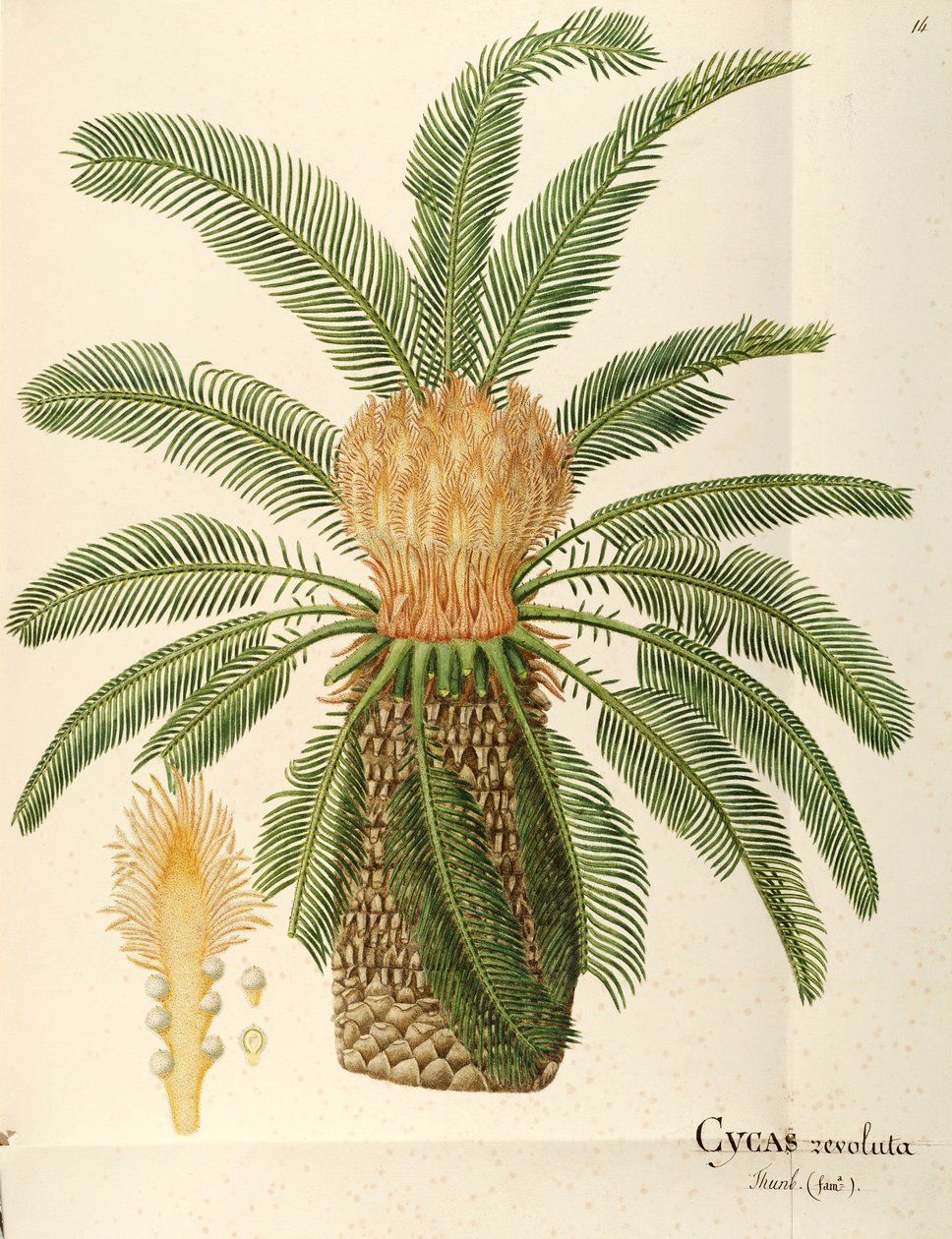 Sago palm (Cycas revoluta Thunb), Cycadaceae by Angela Rossi Bottione