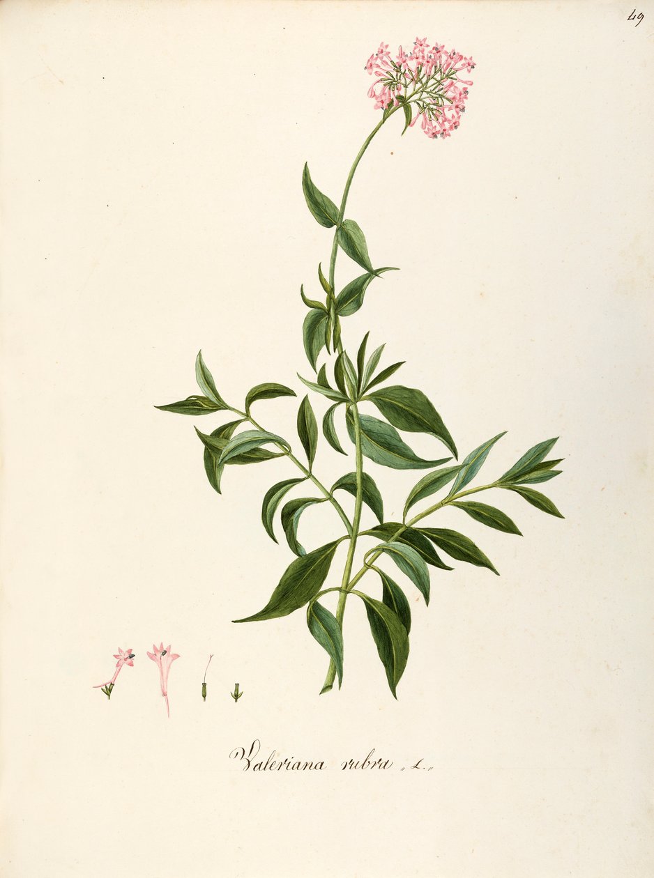 Red Valerian (Centranthus ruber), Herbaceous perennial plant for flower beds or rocky gardens, spontaneous in Italy by Angela Rossi Bottione