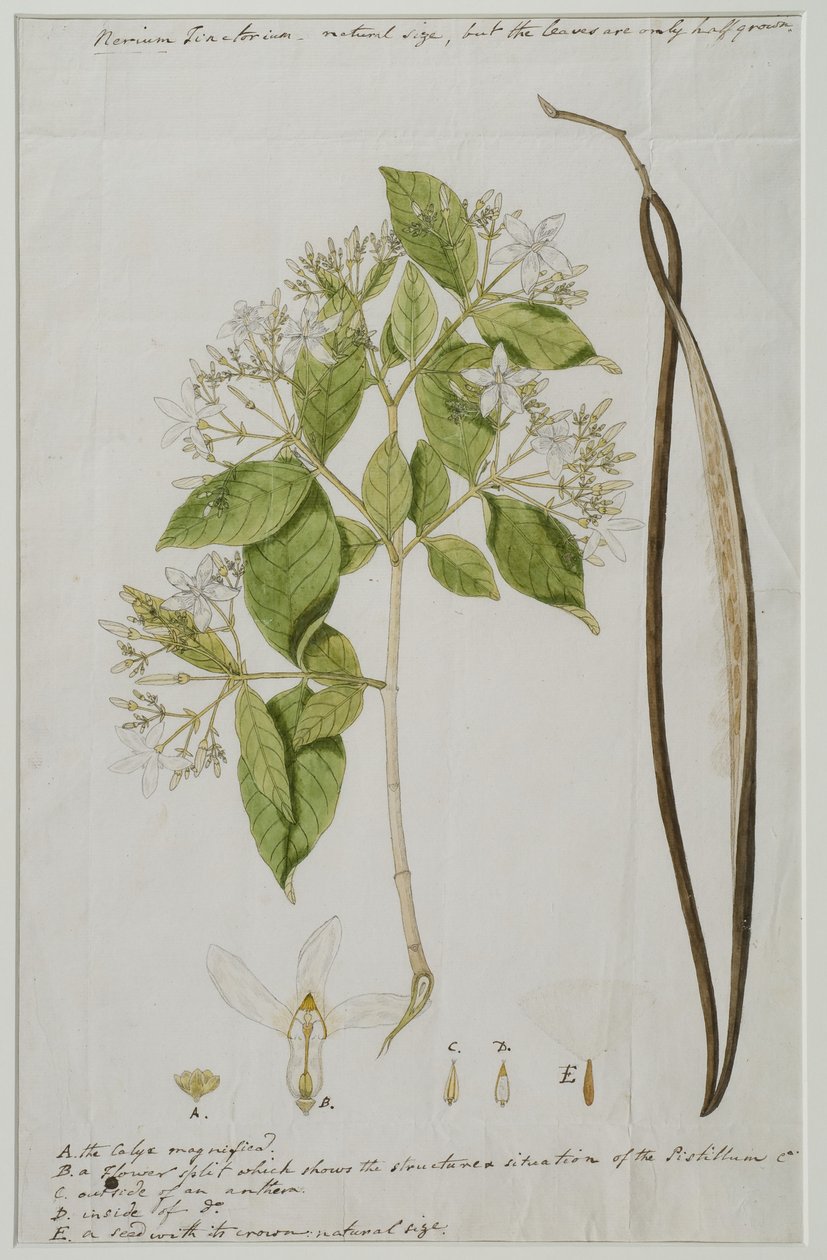 Wrightia tinctoria (Roxb.) R, 1785 by Anna Maria Jones
