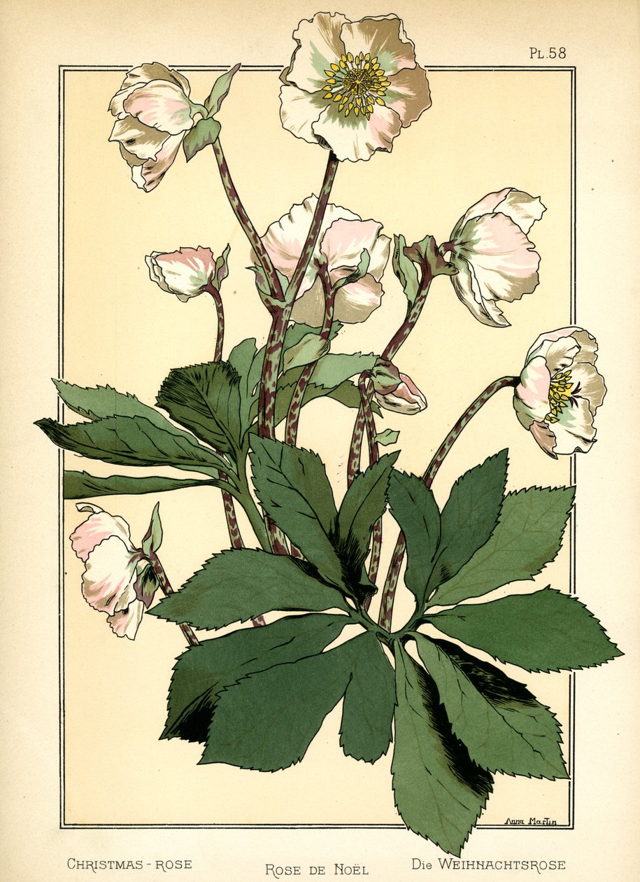The Christmas Rose by Anna Martin