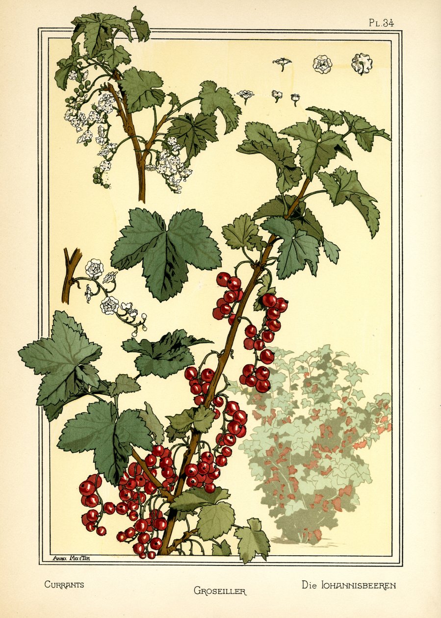 The Currants by Anna Martin: Premium art reproduction