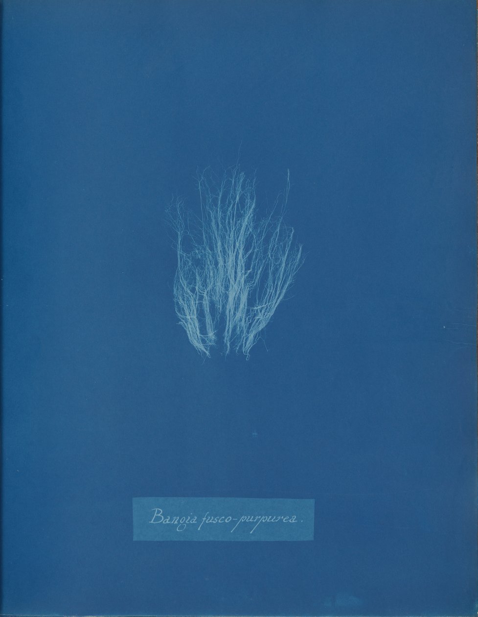 Bangia Fusco-Purpurea by Anna Atkins
