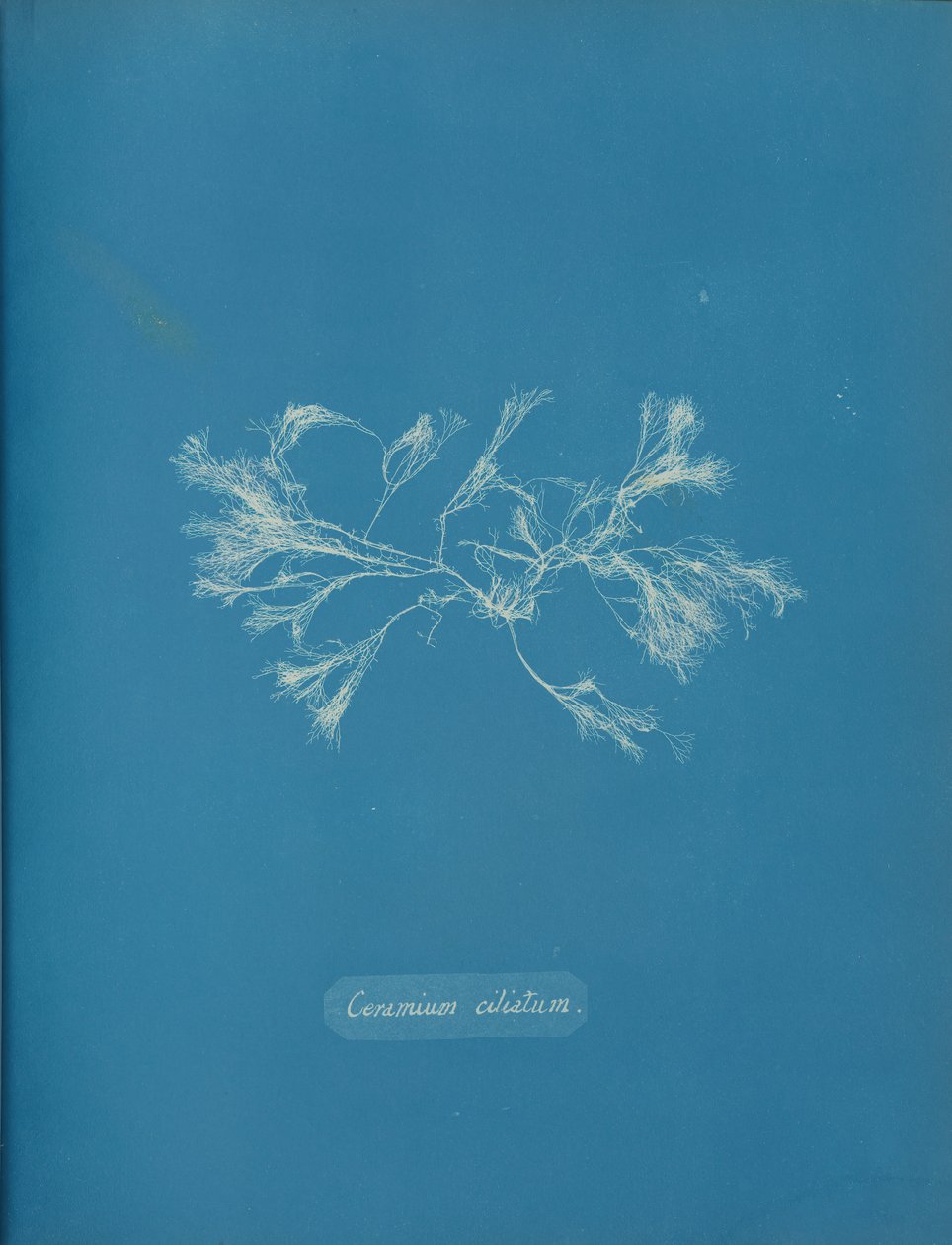 Ceramium Ciliatum by Anna Atkins