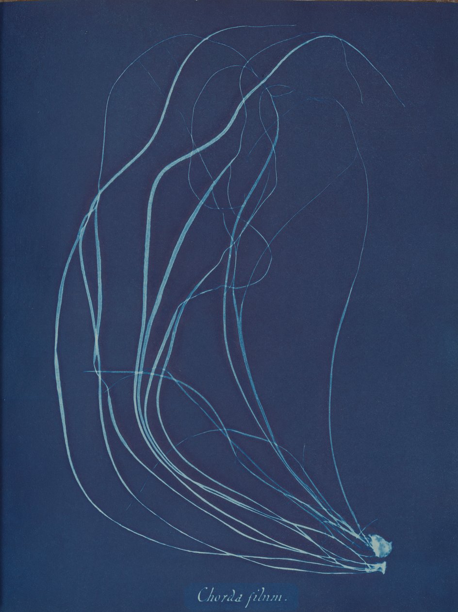 Chorda Filum by Anna Atkins