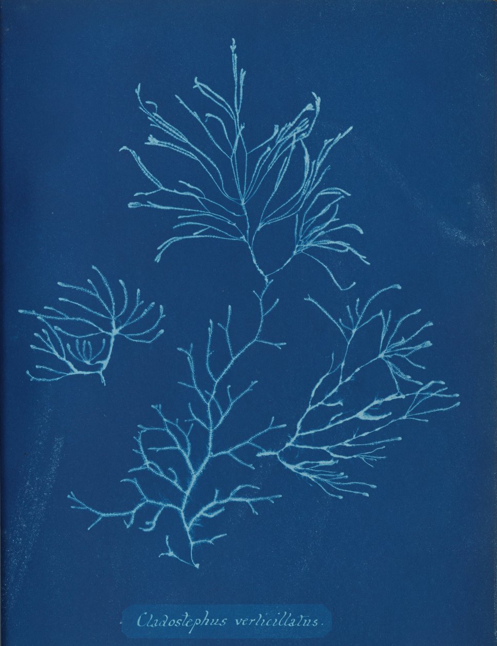Cladostephus Verticillatus by Anna Atkins