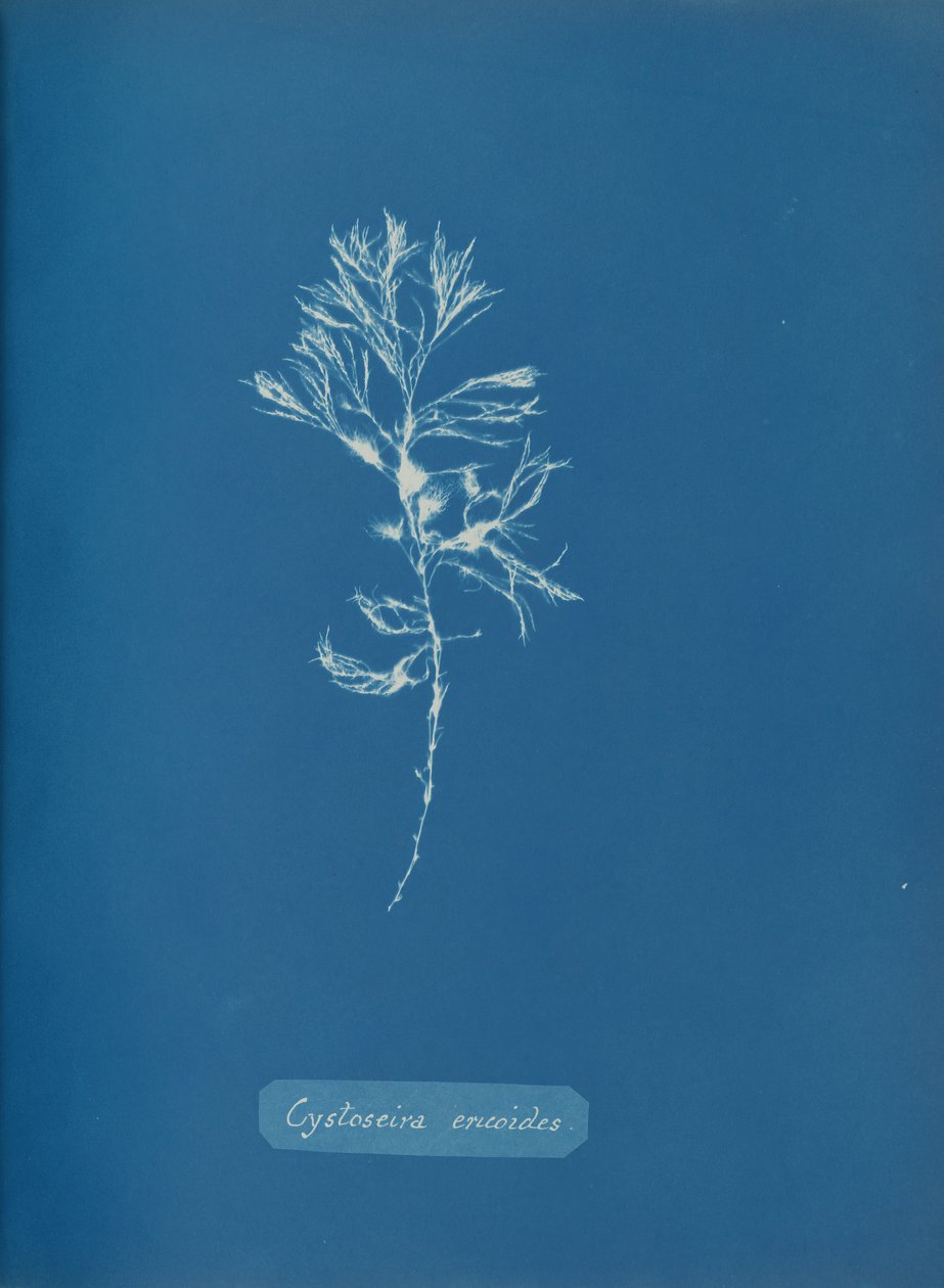 Cystoseira ericoides by Anna Atkins