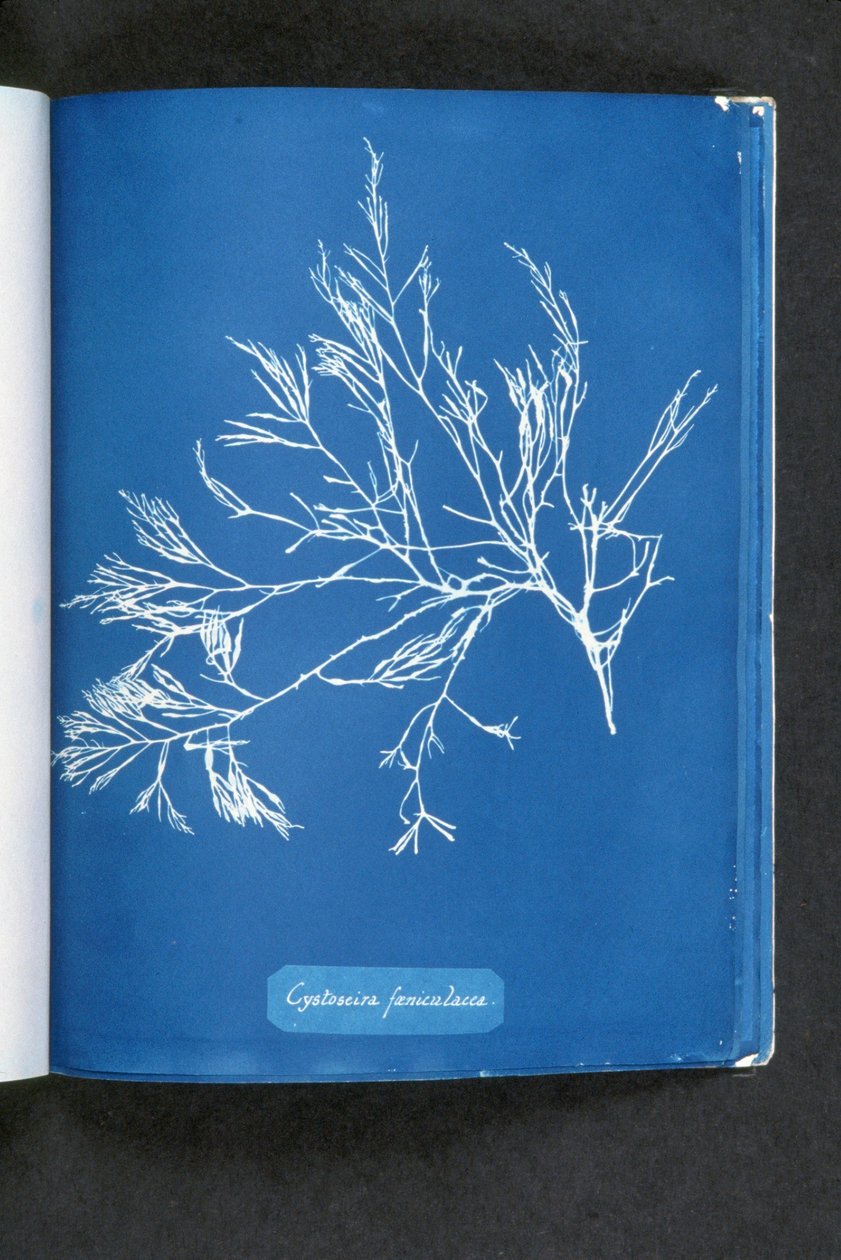 Cystoseira foeniculacea, from 