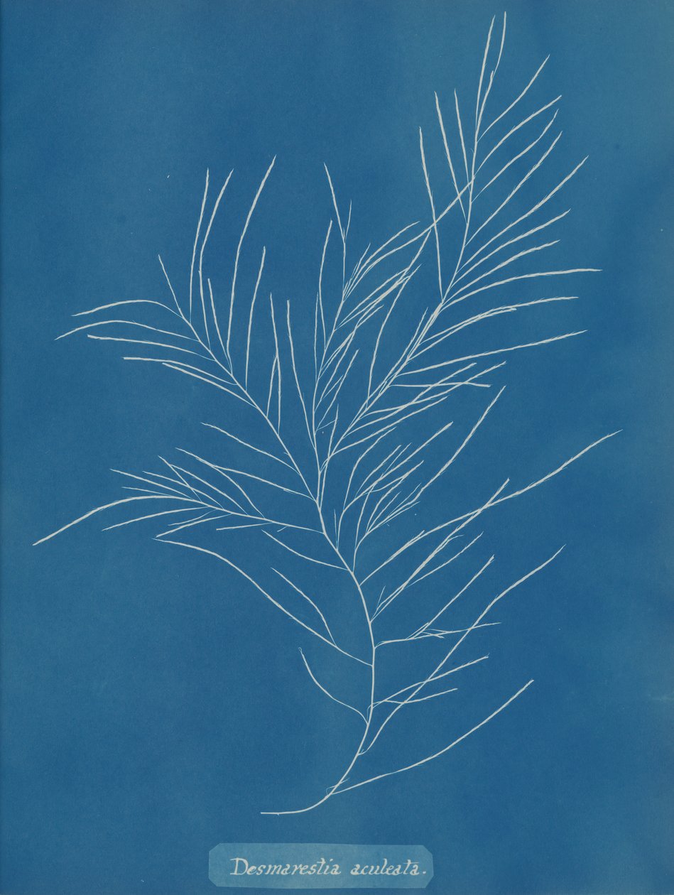 Desmarestia aculeata, ca. 1853 by Anna Atkins