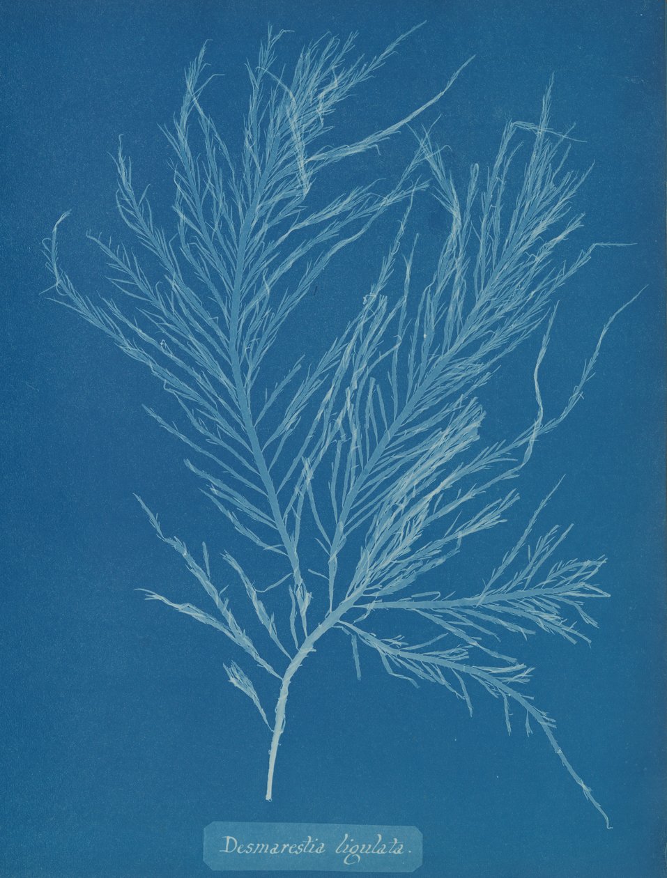 Desmarestia Liqulata by Anna Atkins