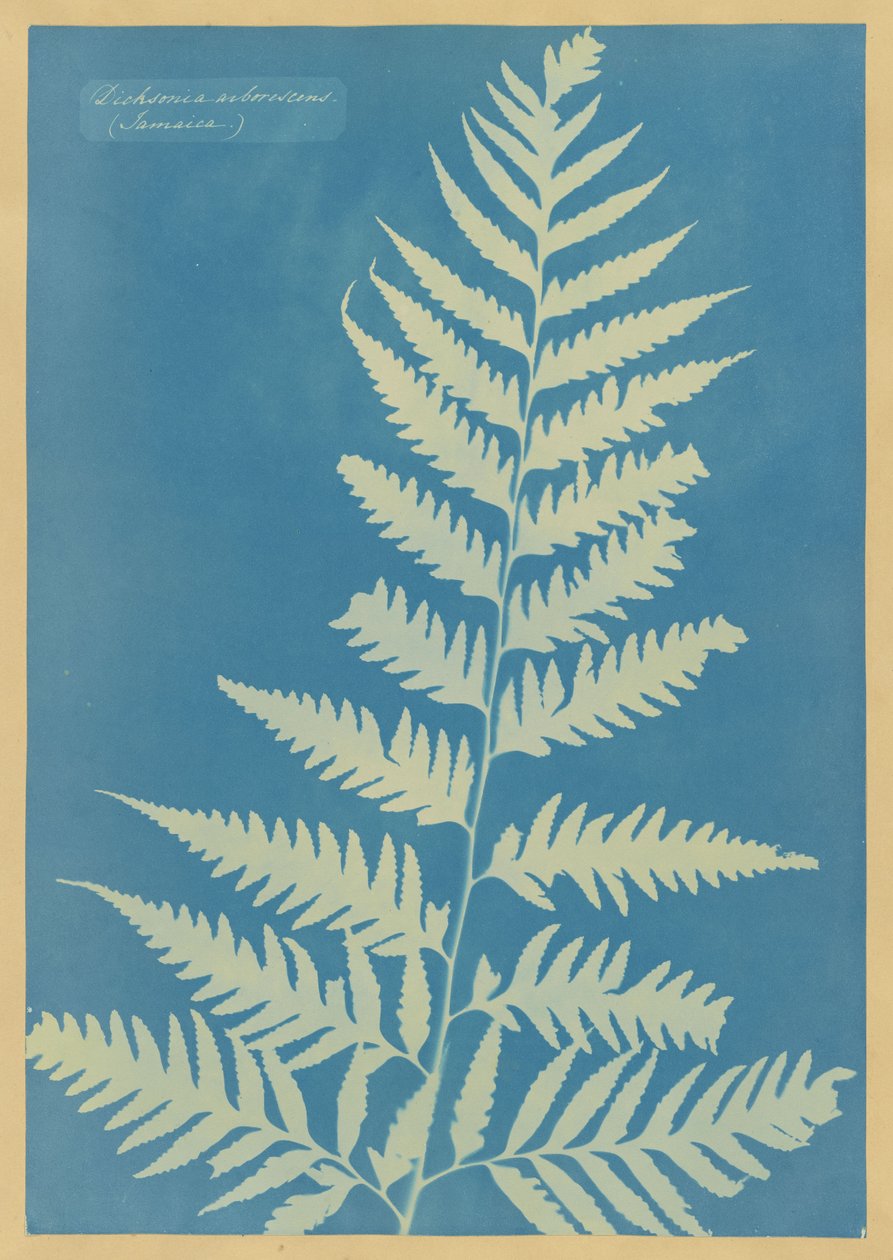 Dicksonia arborescens, Jamaica by Anna Atkins