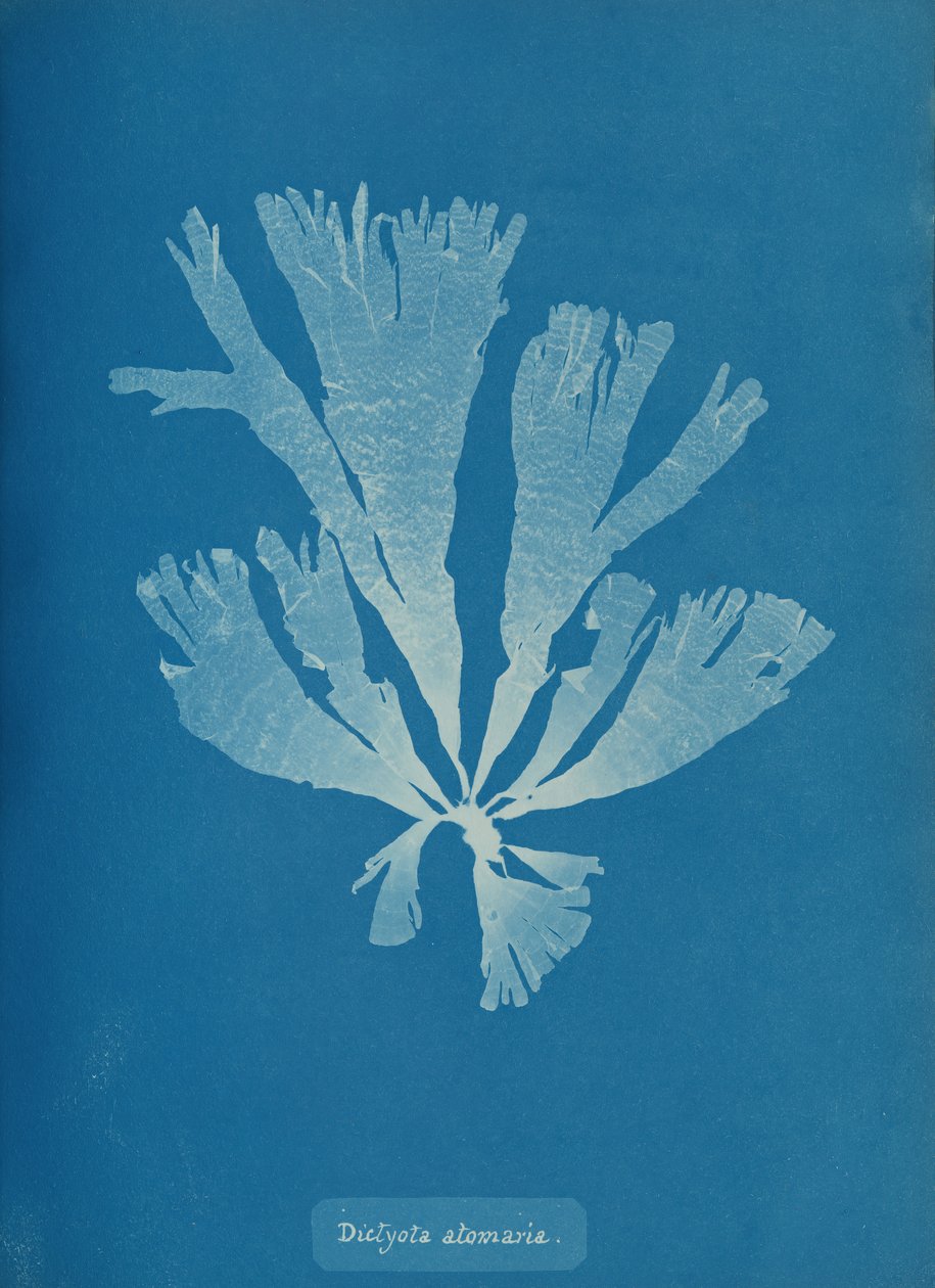 Dictyota atomaria, ca. 1853 by Anna Atkins