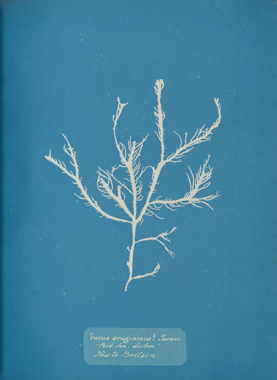 Fucus aeruginosus Turner. Med. Sea Sisbon New to Britain, ca. 1853 by Anna Atkins