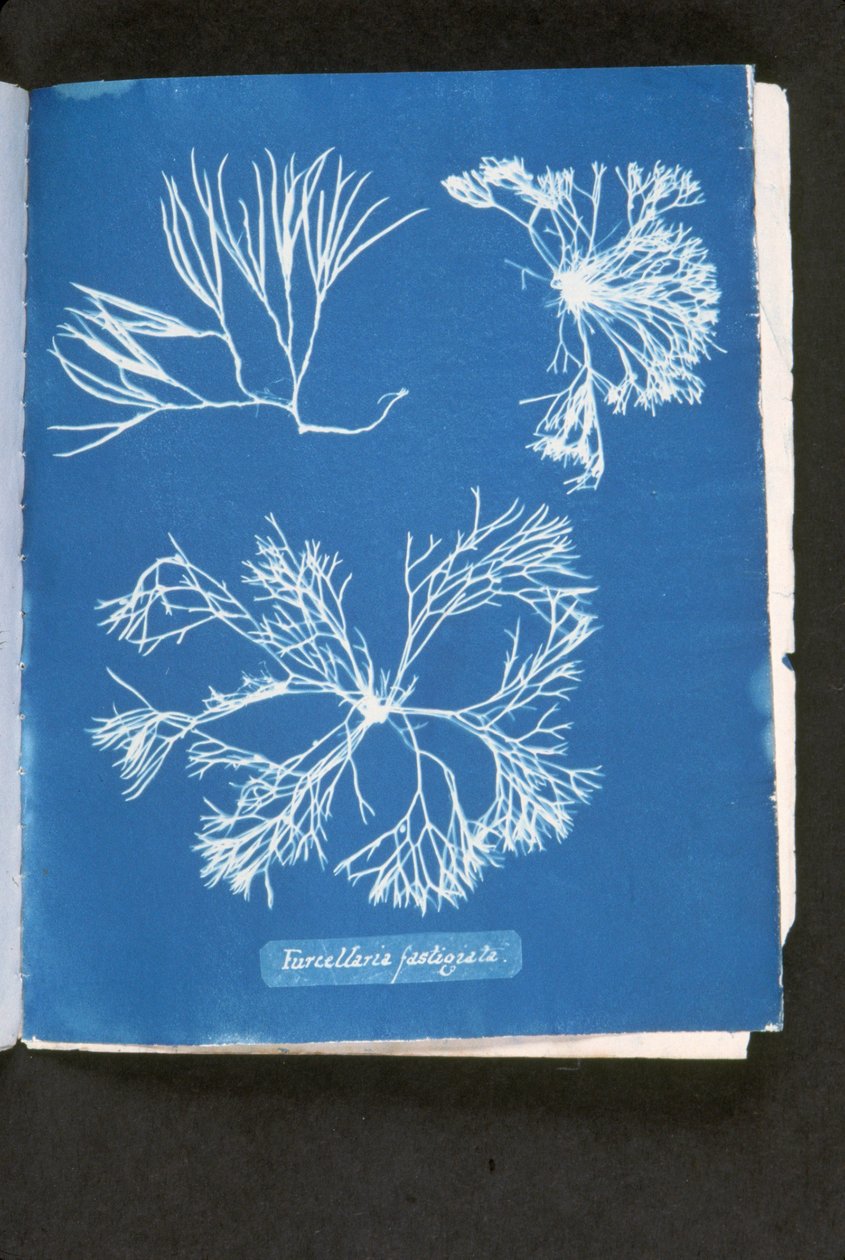 Furcelleria Fastigiata, from 