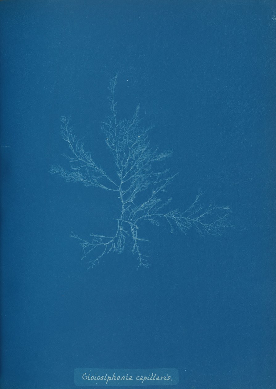 Gloisiphonia Capillaris by Anna Atkins