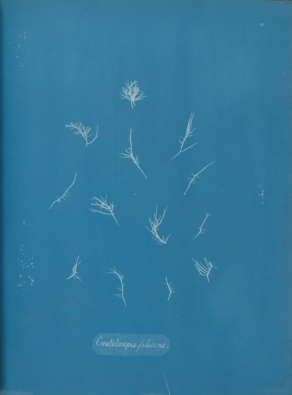 Grateloupia filicina, ca. 1853 by Anna Atkins