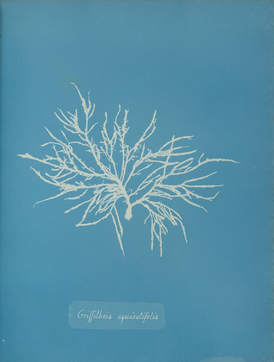 Griffithsia Equisetifolia by Anna Atkins